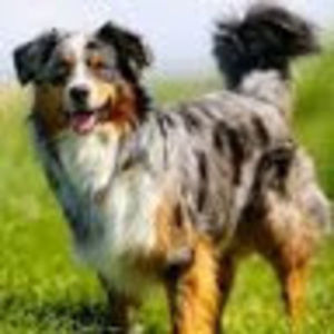 Meet your Posher, Carter